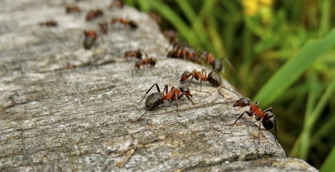 Как избавиться от садовых муравьев на участке, даче в саду