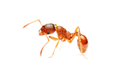 Услуга уничтожения муравьёв